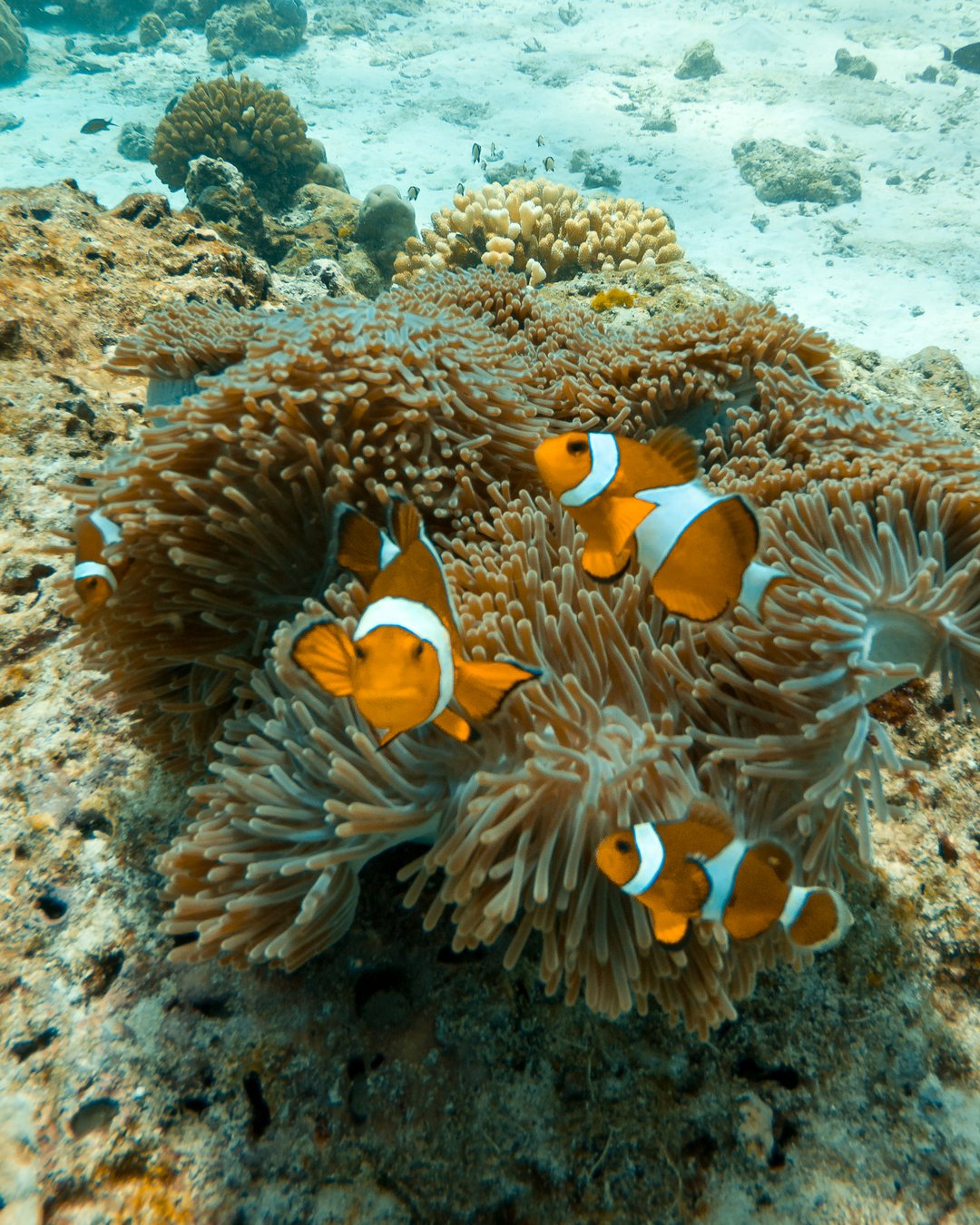 Similan Islands Day Trip by Catamaran