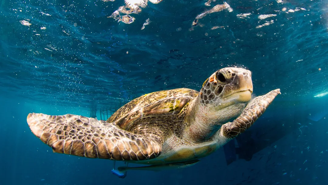 Similan Islands by Speed Catamaran Once