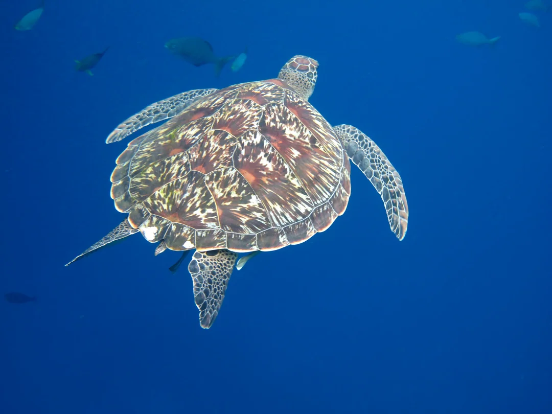Early Bird Similan Islands Tour with Lunch