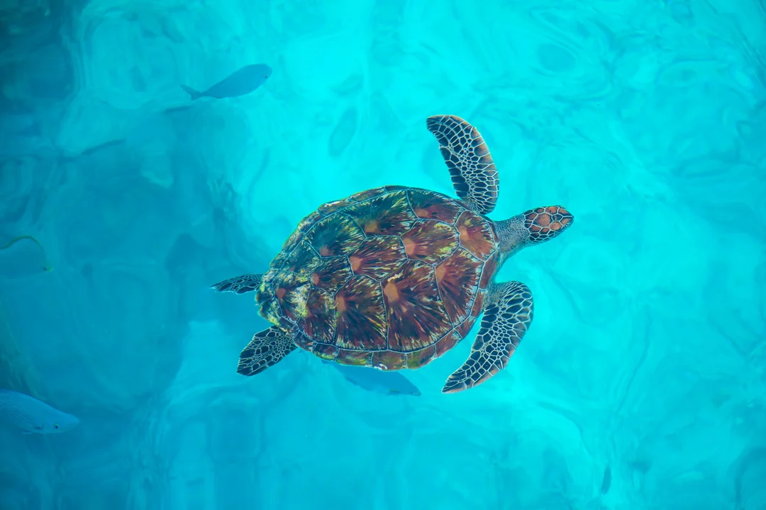 Early Bird Similan Islands Tour with Lunch